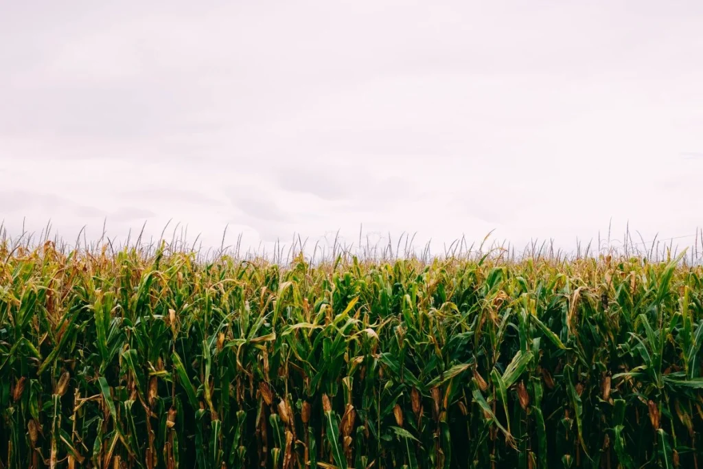Hama penyakit jagung