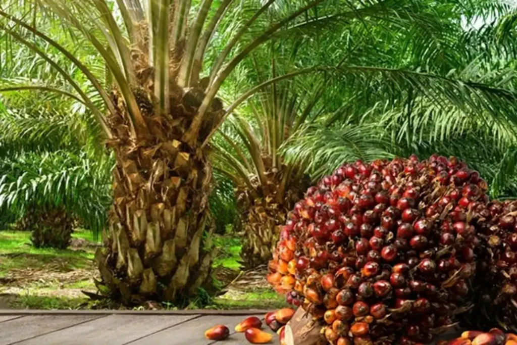 Jenis pupuk kelapa sawit