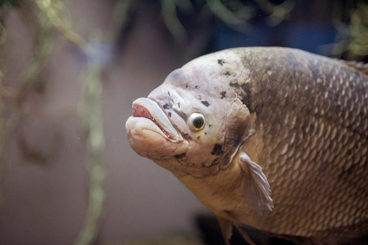 analisa usaha ikan gurame