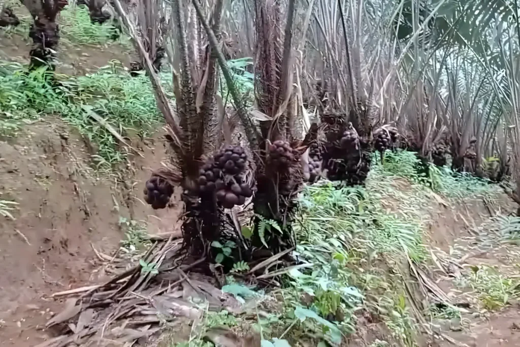 cara budidaya salak pondoh