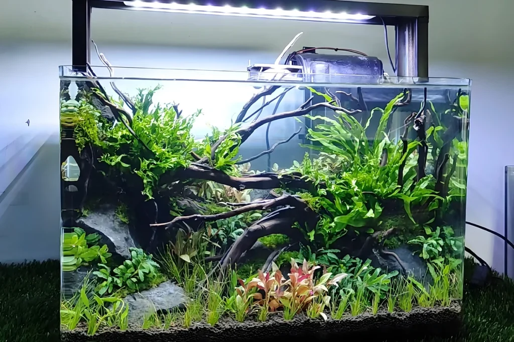 cara membuat aquascape sederhana