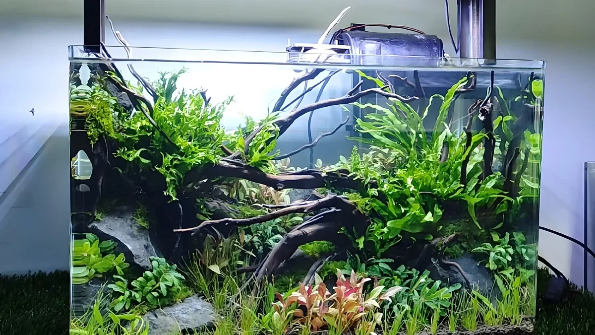 Membuat Aquascape Indah: Panduan Lengkap untuk Pemula dan Pecinta Hobi Air