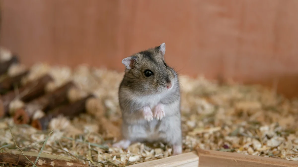 cara memelihara hamster bagi pemula