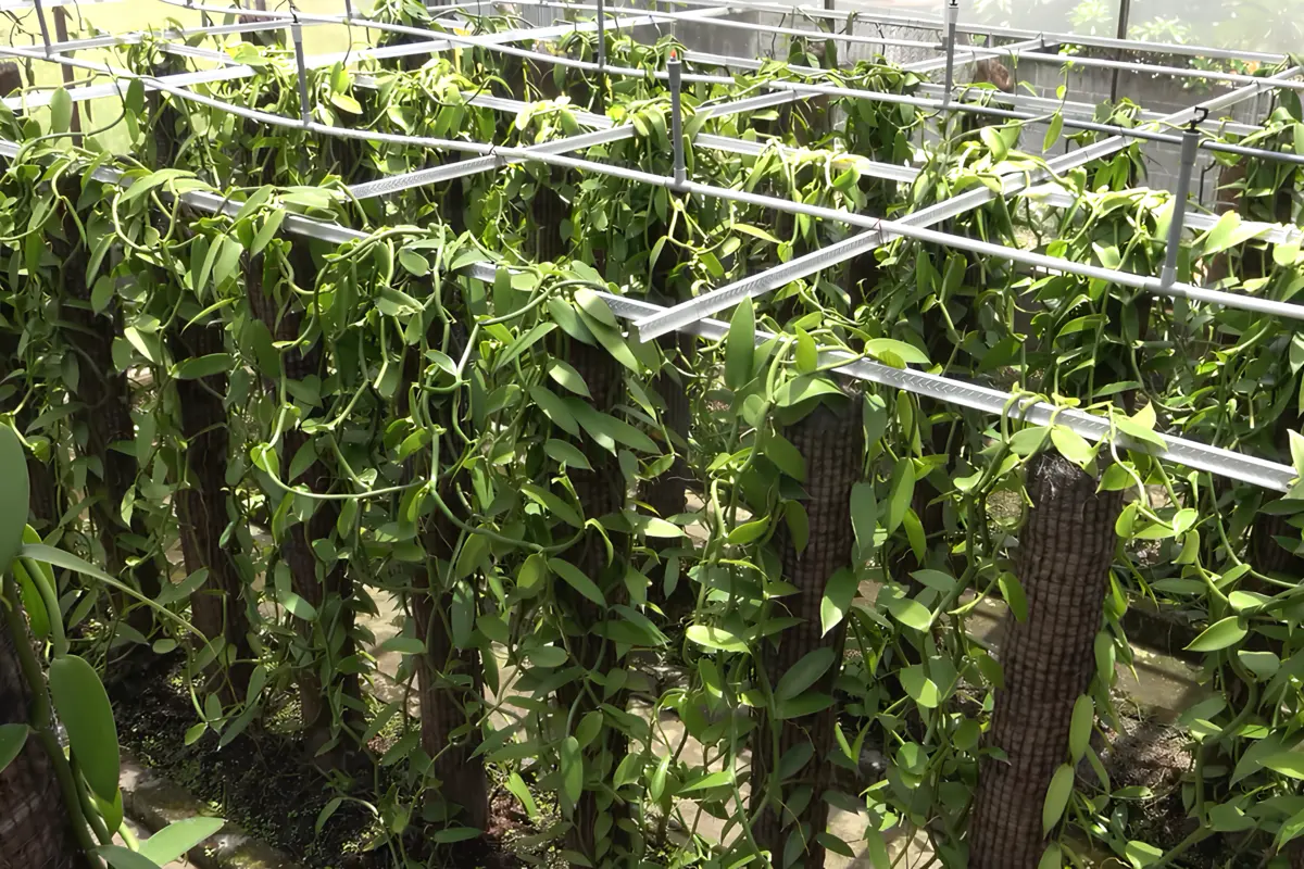 cara mengawinkan vanili agar cepat berbuah