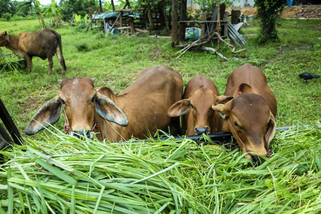 cara meningkatkan nafsu makan sapi