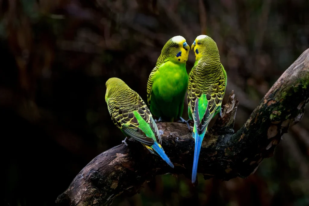 cara merawat burung parkit