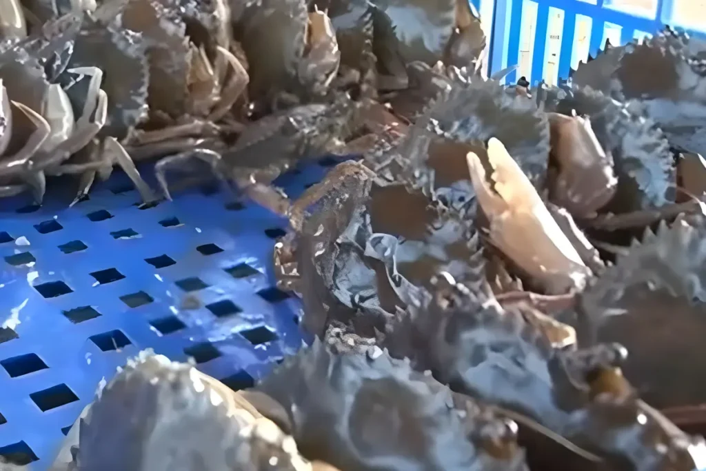 cara ternak kepiting soka