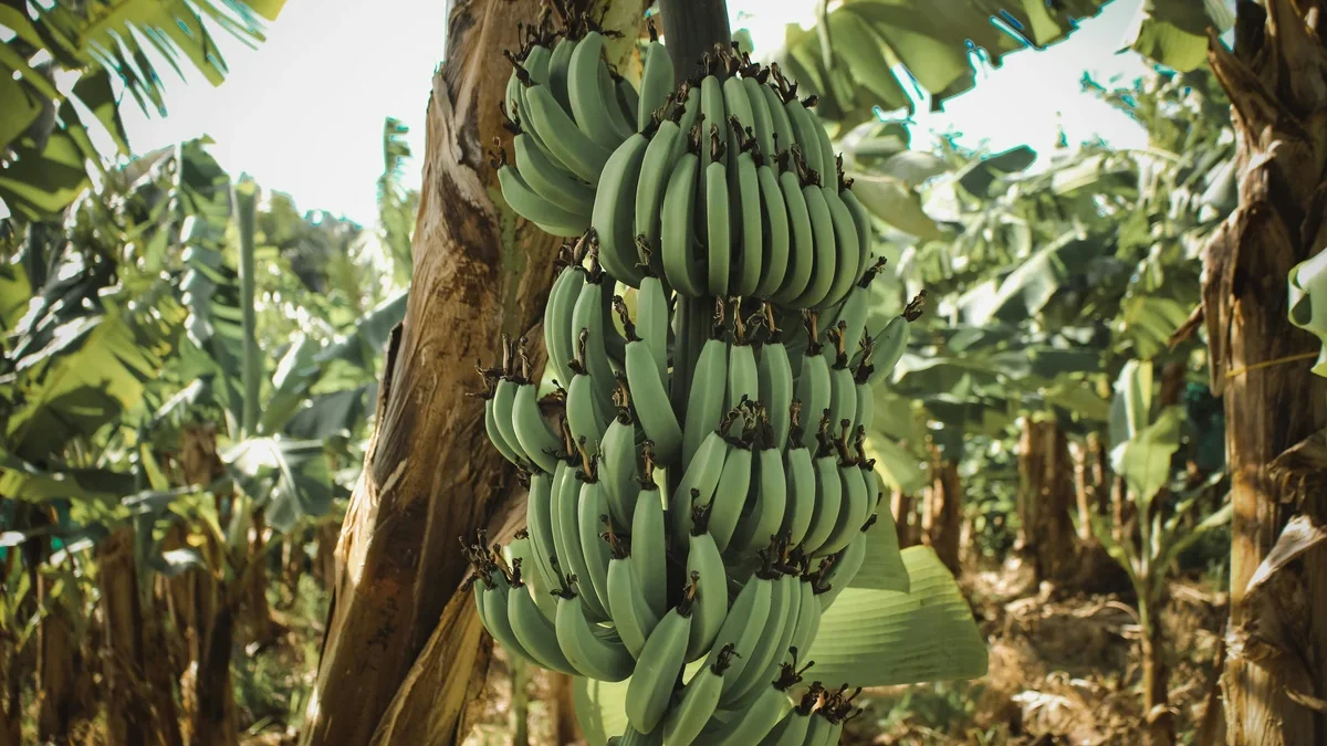 jenis penyakit pohon pisang