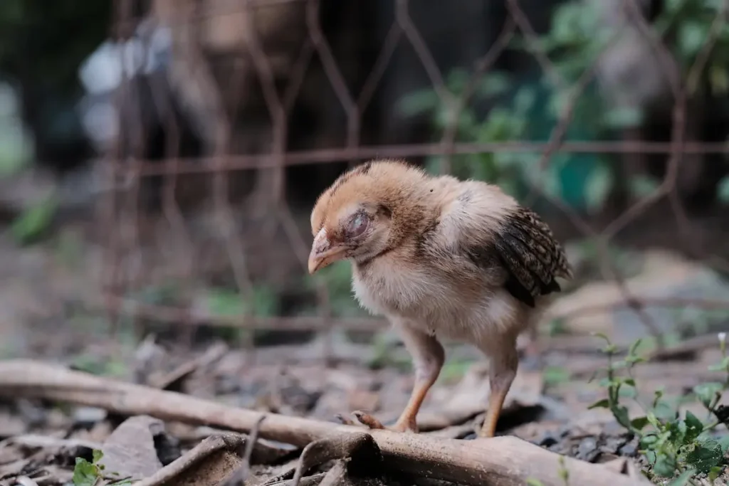 pencegahan penyakit crd pada ayam