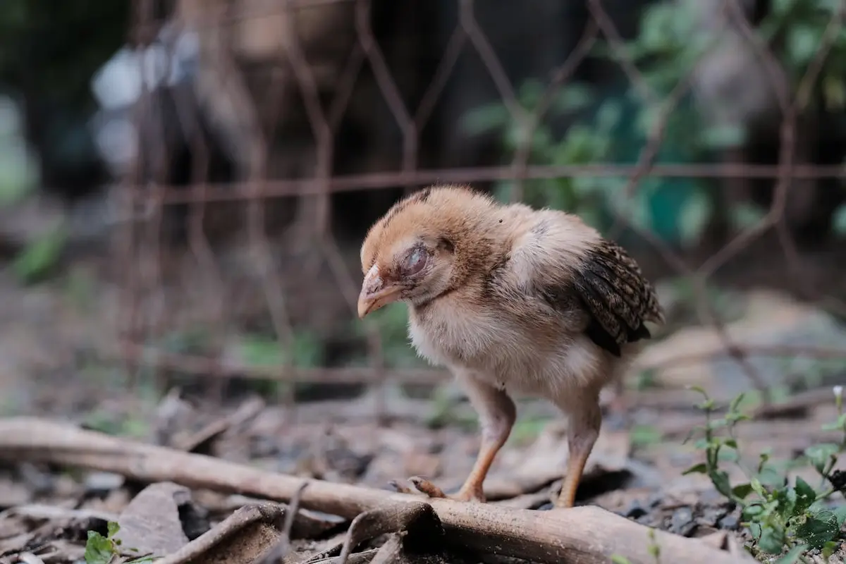pencegahan penyakit crd pada ayam
