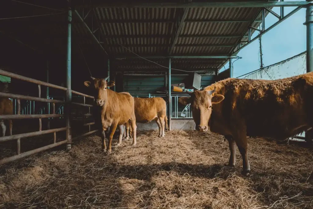 penggemukan sapi potong