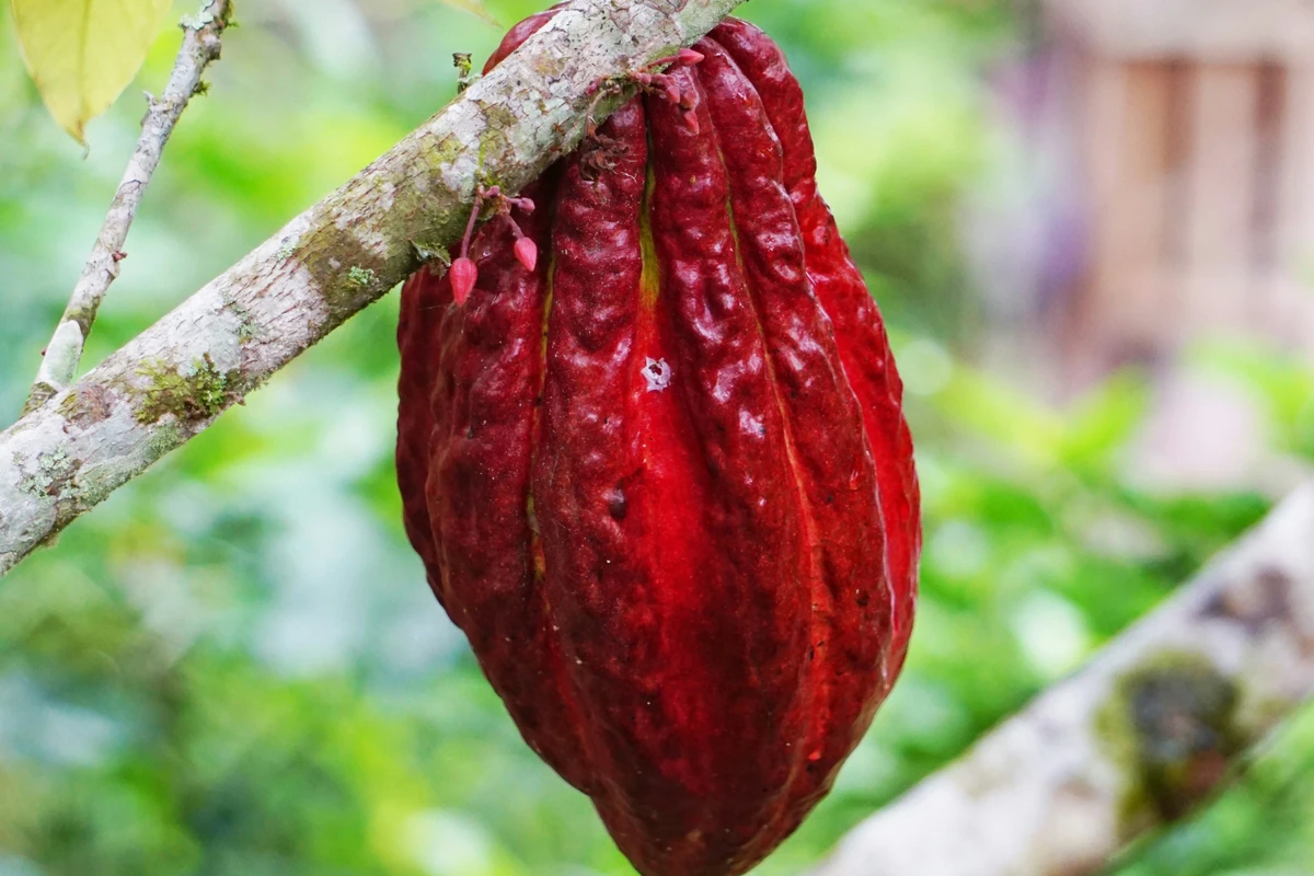 pupuk tanaman kakao