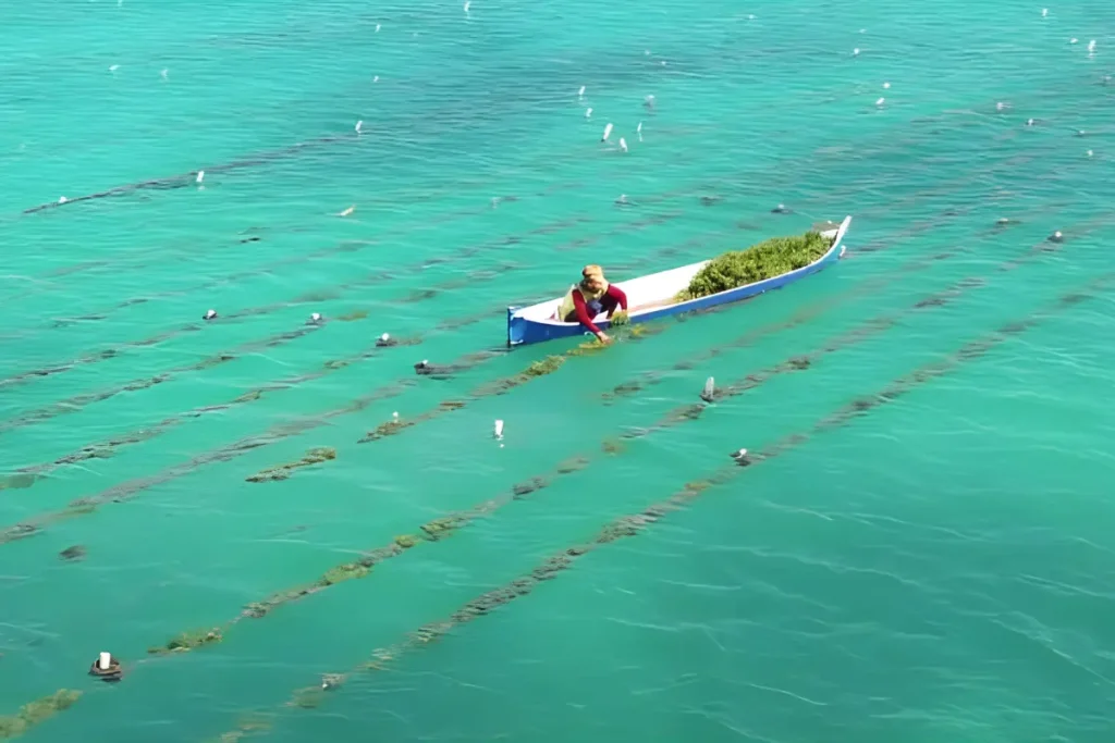 hama dan penyakit rumput laut