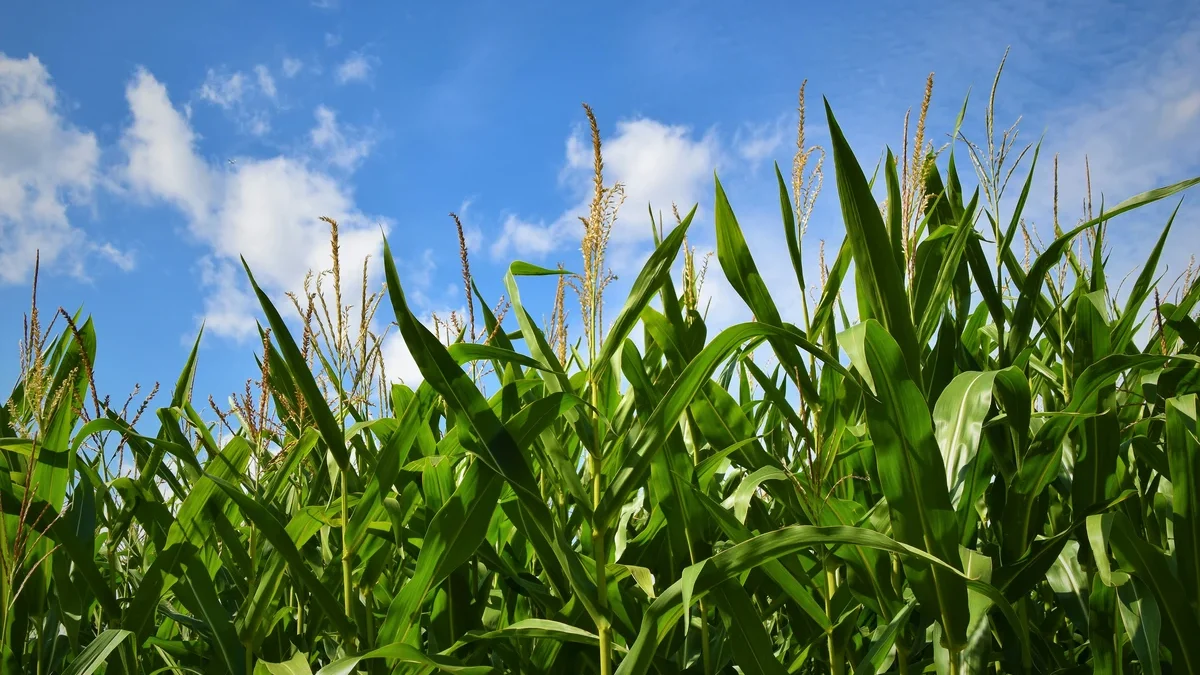 pengendalian hama ulat grayak pada tanaman jagung