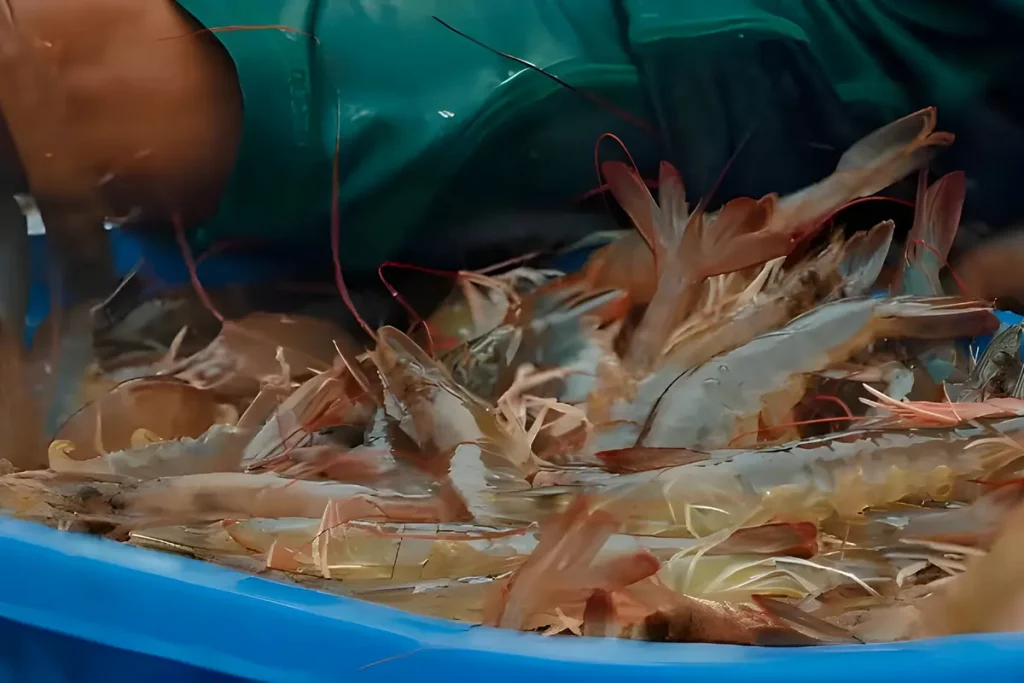 6 Cara Menaikkan pH Air Tambak Udang Vaname secara Alami