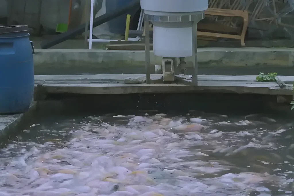 9 Jenis Ikan Nila Paling Unggul Agar Hasil Panen Maksimal