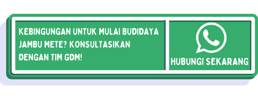 cta cara menanam jambu mete dari biji 1