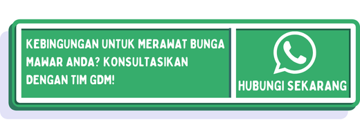 cta jenis mawar paling wangi 1