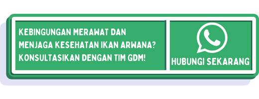 cta penyakit ikan arwana 1