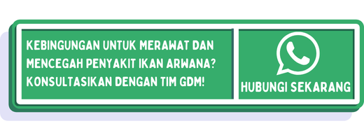 cta penyebab arwana nungging 1