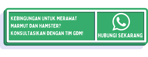 cta perbedaan marmut dan hamster 1