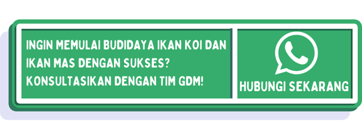 cta perbedaan ikan koi dan ikan mas 1