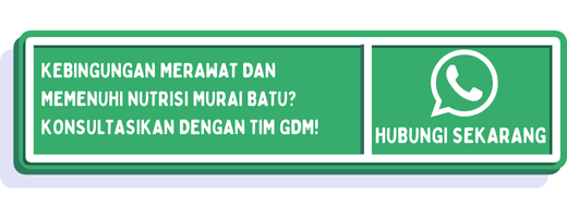 cta manfaat kroto untuk murai batu 1