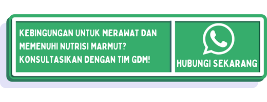 cta ciri ciri marmut hamil 1