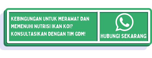 cta cara membedakan ikan koi jantan dan betina 1