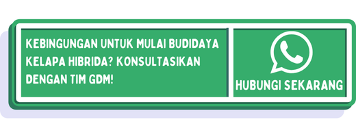cta ciri ciri kelapa hibrida 1