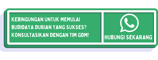 cta penyebab daun durian keriting 1