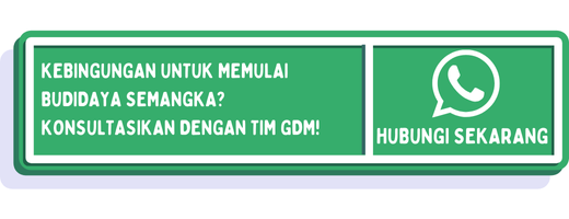 cta ciri ciri semangka siap panen 1