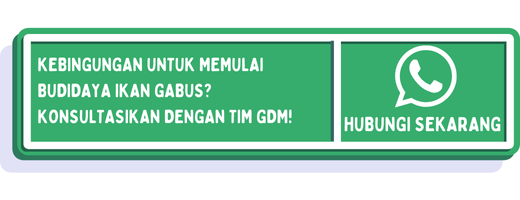 cta cara budidaya ikan gabus di ember 1