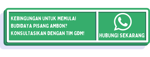 cta jarak tanam pisang ambon 1