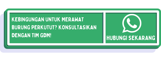 cta cara merawat burung perkutut agar rajin bunyi 1