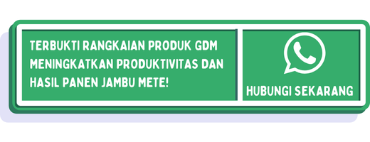 cta cara menanam jambu mete dari biji 2