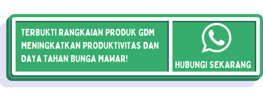 cta jenis mawar paling wangi 2