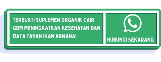 cta penyakit ikan arwana 2