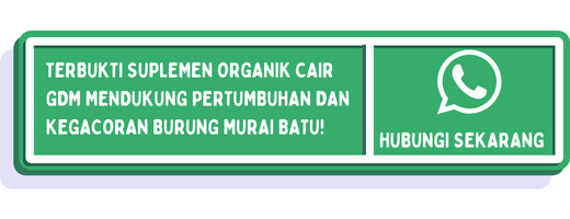 cta manfaat kroto untuk murai batu 2