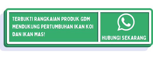 cta perbedaan ikan koi dan ikan mas 2