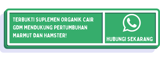 cta perbedaan marmut dan hamster 2