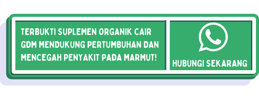 cta ciri ciri marmut hamil 2