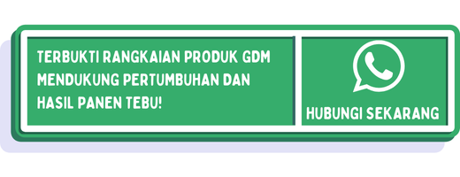 cta jarak tanam tebu yang ideal 2