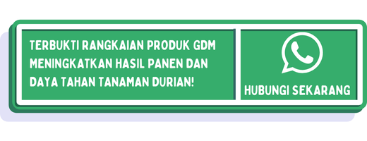 cta penyebab daun durian keriting 2
