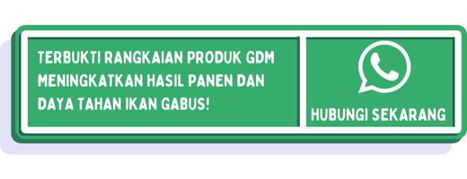 cta cara budidaya ikan gabus di ember 2