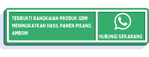 cta jarak tanam pisang ambon 2