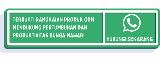 cta cara merawat bunga mawar yang baru dibeli 2