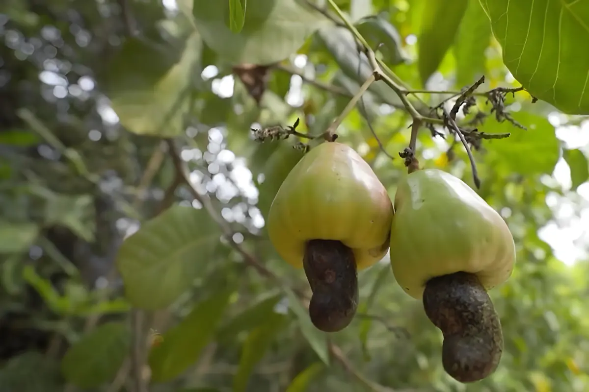 cara menanam jambu mete dari biji