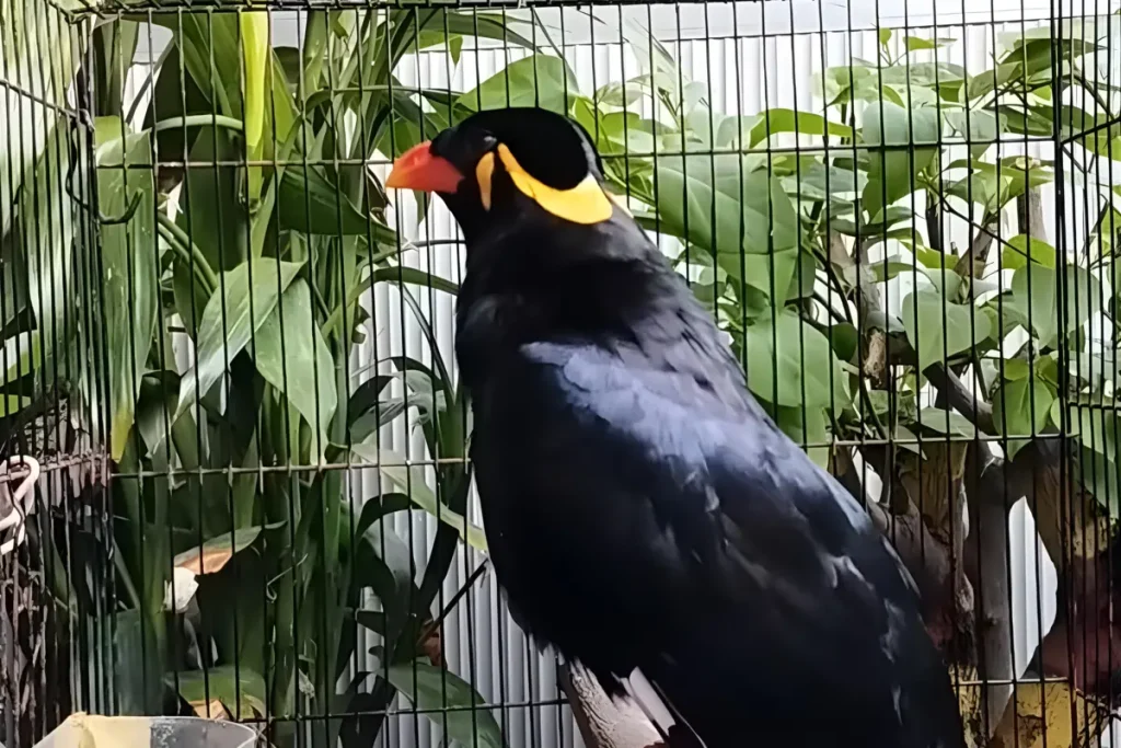 cara merawat burung beo biar cepat bicara