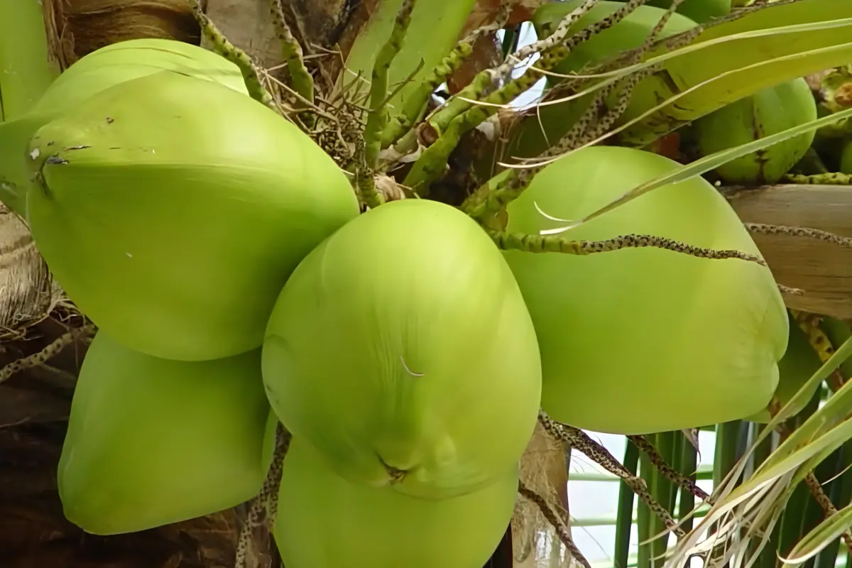 ciri ciri kelapa hibrida